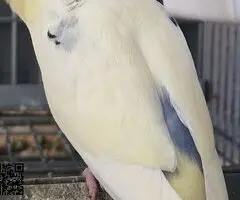 Se ceden 2 periquitos