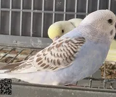 Se ceden 2 periquitos - 2