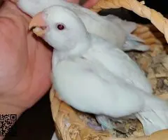 Agapornis papillero ino