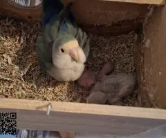 Agapornis papilleros (roseicollis)