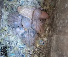 Agapornis papilleros (roseicollis) - 2