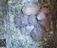 Agapornis papilleros (roseicollis) - 3