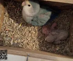 Agapornis papilleros (roseicollis) - 4