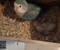 Agapornis papilleros (roseicollis) - 5