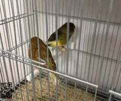 Regalo pareja de canario