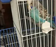 Periquito australiano