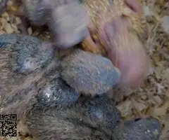 Agaporni papillero(roseicollis) - 2