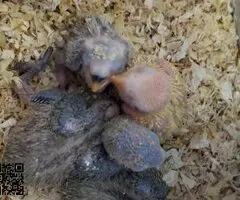 Agaporni papillero(roseicollis) - 3