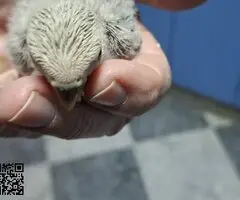 Agaporni papillero(roseicollis) - 4