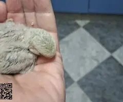 Agaporni papillero(roseicollis) - 5