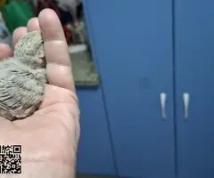 Agaporni papillero(roseicollis) - 6