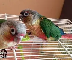 Pyrrhuras papilleras