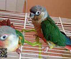 Pyrrhuras papilleras - 3