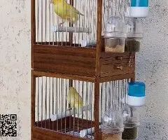 Canarios timbrados machos - 3