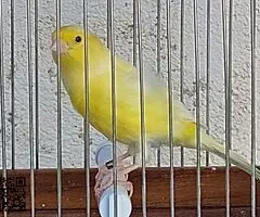 Canarios timbrados machos - 2