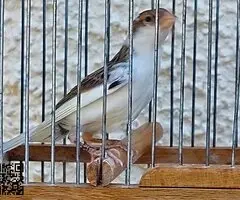 Canarios timbrados machos