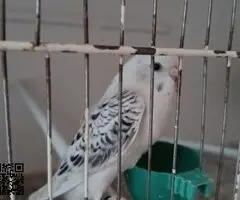 Se venden periquitos