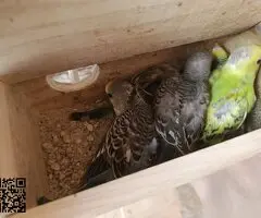 Se venden periquitos - 2