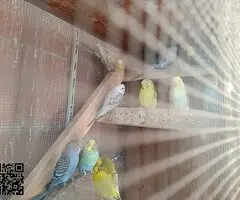 Se venden periquitos - 3