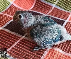 Pyrrhura papillera turquesa