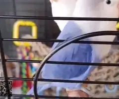 Agapornis fischer - 2