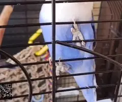 Agapornis fischer - 3