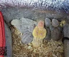 Agaporni papillero(roseicollis)