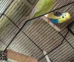 Vendo periquitos y diamantes