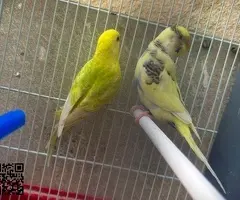 Vendo periquitos y diamantes - 2