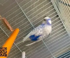 Vendo periquitos y diamantes - 3