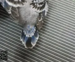 Periquitos papilleros