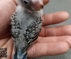 Periquitos papilleros - 2