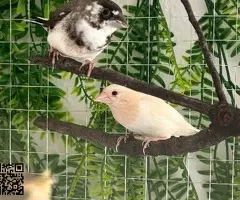 Isabelitas del japón