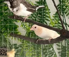 Isabelitas del japón - 2