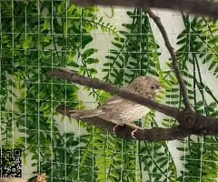 Isabelitas del japón - 3