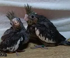 Se ceden ninfitas papilleras