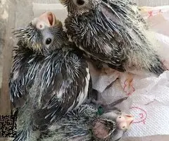 Se ceden ninfitas papilleras - 2