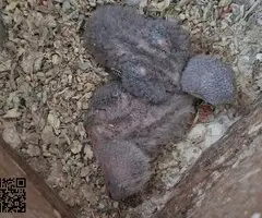 Agaporni papillero(roseicollis)