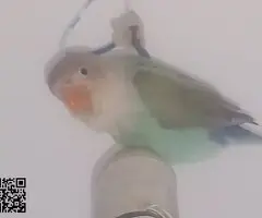 Agaporni fechir pérdido color turquesa y cabeza beig