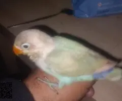 Agaporni fechir pérdido color turquesa y cabeza beig - 2