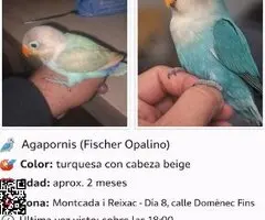 Agaporni fechir pérdido color turquesa y cabeza beig - 3