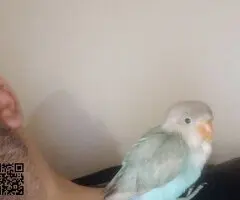 Agaporni fechir pérdido color turquesa y cabeza beig - 4