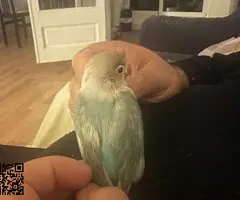 Agaporni fechir pérdido color turquesa y cabeza beig - 5