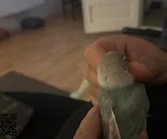 Agaporni fechir pérdido color turquesa y cabeza beig - 6