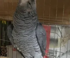 3.3 Psittacus erithacus