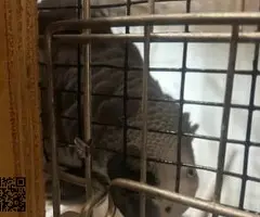 3.3 Psittacus erithacus - 2