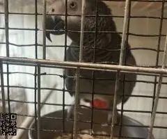 3.3 Psittacus erithacus - 3