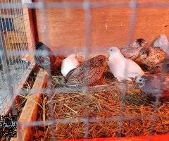 Cedo codornices chinas