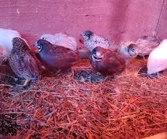 Cedo codornices chinas - 2