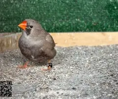 Parejas de Diamantes Mandarines